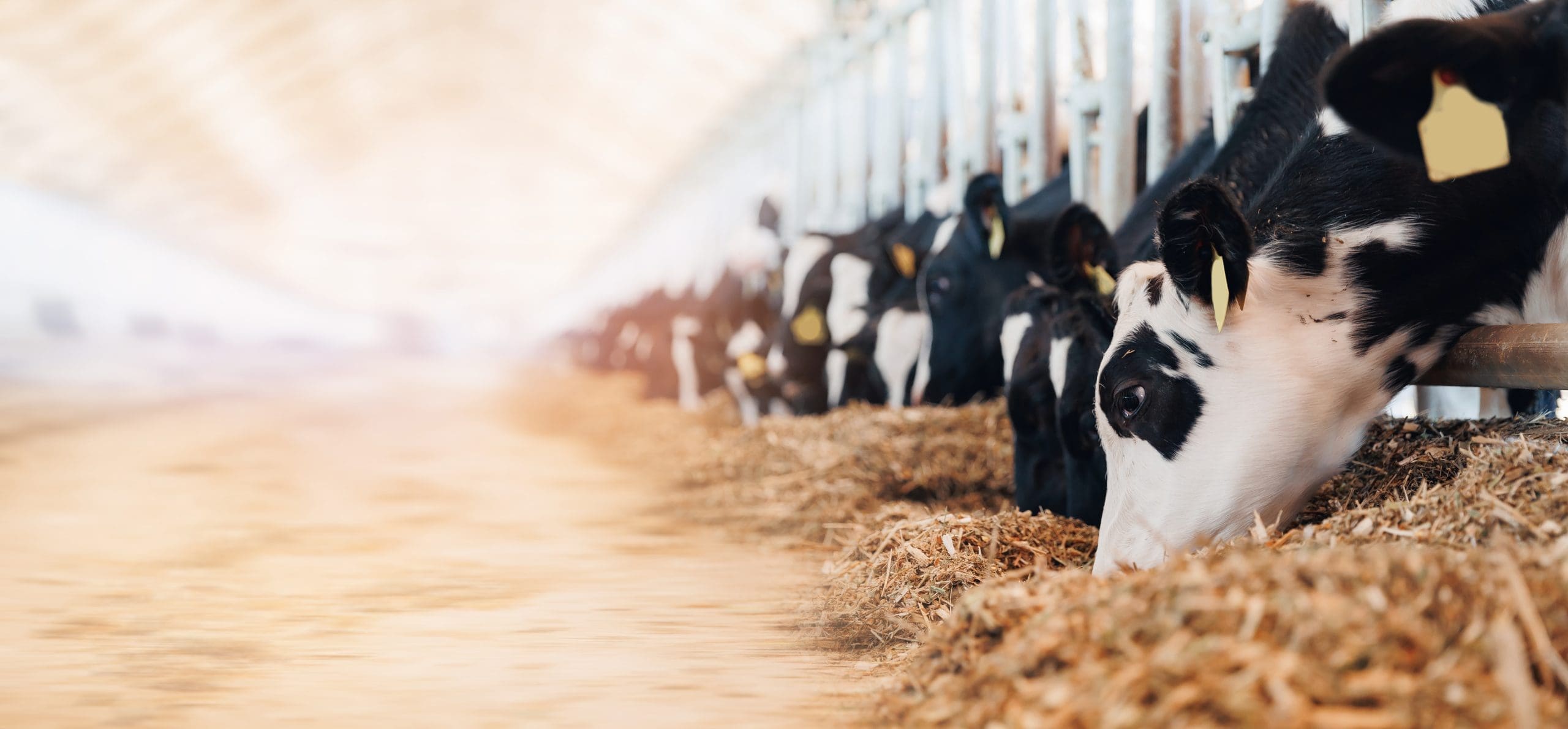 Cows holstein eating hay in cowshed on dairy farm with sunlight in barn. Banner modern meat and milk production or livestock industry