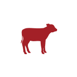 Calf, Heifer & Dry Cow